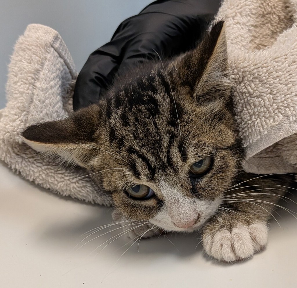 Shelter Stray Female Cat last seen Near Tebo Court, San Diego, CA, 92154, 5500 Gaines St, San Diego, CA 92110, USA