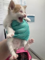 Shelter Stray Male Cat last seen Linda Vista Road, San Diego, CA, 92110, 5500 Gaines St, San Diego, CA 92110, USA