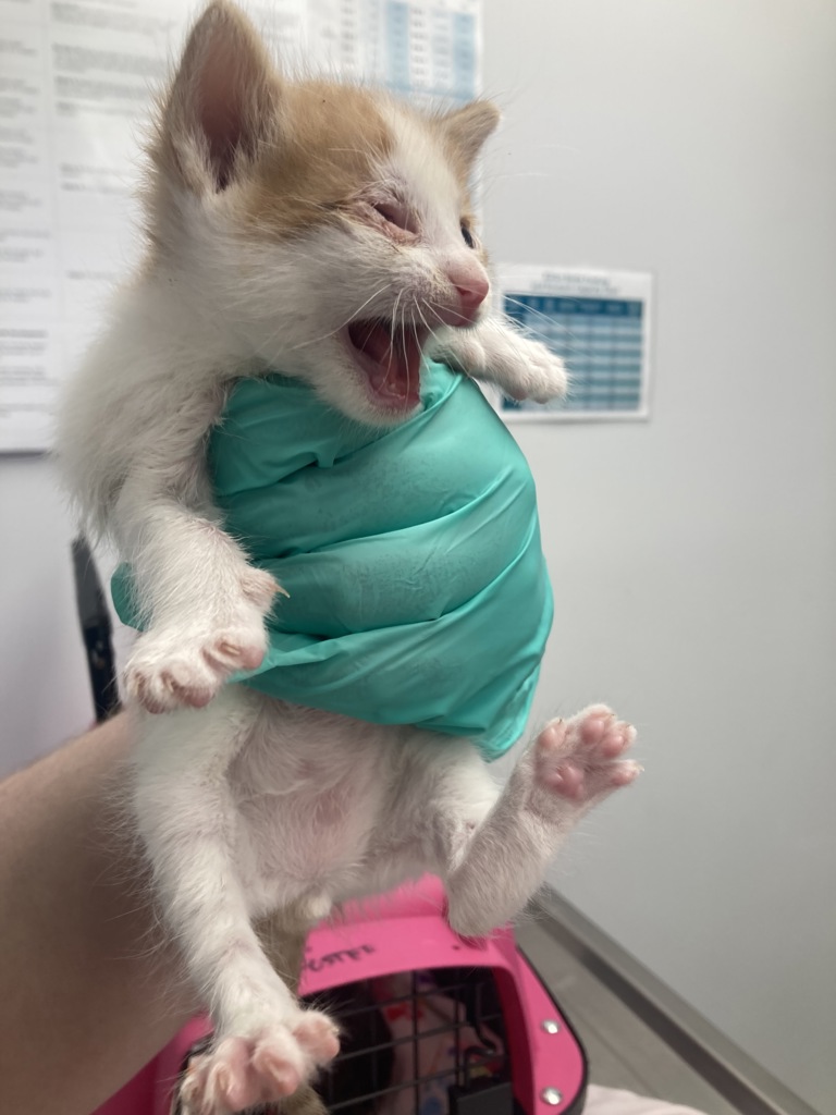 Shelter Stray Male Cat last seen Linda Vista Road, San Diego, CA, 92110, 5500 Gaines St, San Diego, CA 92110, USA