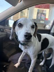 Found/Stray Male Dog last seen Risinger road, Fort Worth, TX 76123