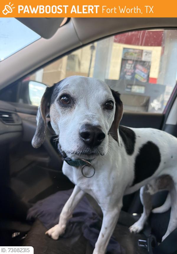 Found/Stray Male Dog last seen Risinger road, Fort Worth, TX 76123