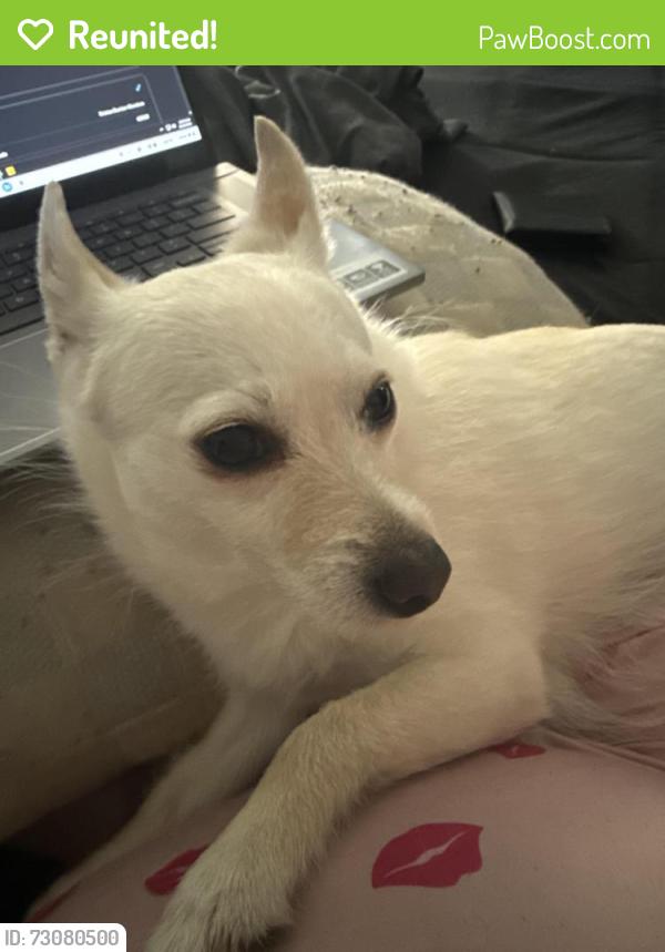 Reunited Female Dog last seen Near E Mowry St, Chester, PA 19013, USA, Chester, PA 19013