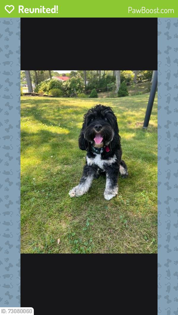 Reunited Male Dog last seen Route 46 West and Piaget Ave, Christopher Columbus Middle School, Clifton, NJ 07011