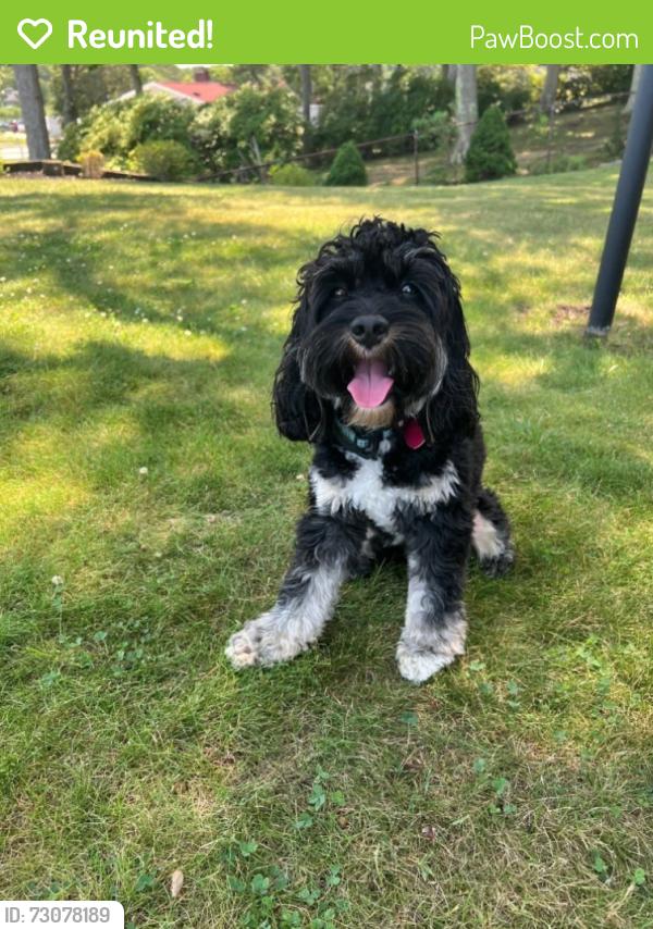 Reunited Male Dog last seen Route 46 West and Piaget Ave, Christopher Columbus Middle School, Clifton, NJ 07011