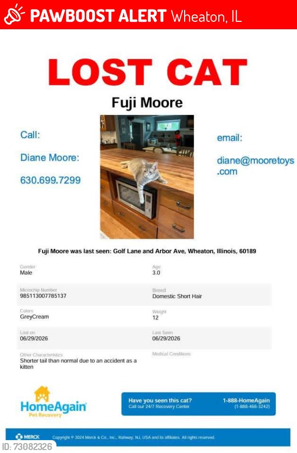 Lost Male Cat last seen Arbor & Golf Lane, Wheaton, IL 60189