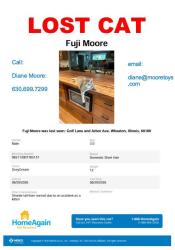 Lost Male Cat last seen Arbor & Golf Lane, Wheaton, IL 60189