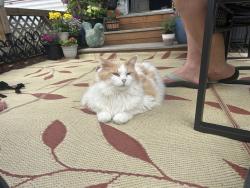 Lost Female Cat last seen Purple Pendant Road and E Lake Stevens Road, Lake Stevens, WA 98258