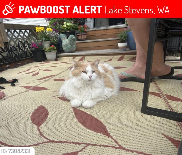 Lost Female Cat last seen Purple Pendant Road and E Lake Stevens Road, Lake Stevens, WA 98258