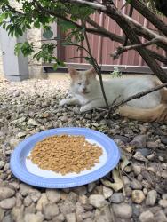 Found/Stray Unknown Cat last seen Ingalls and cedarwood Joliet il, Joliet, IL 60403