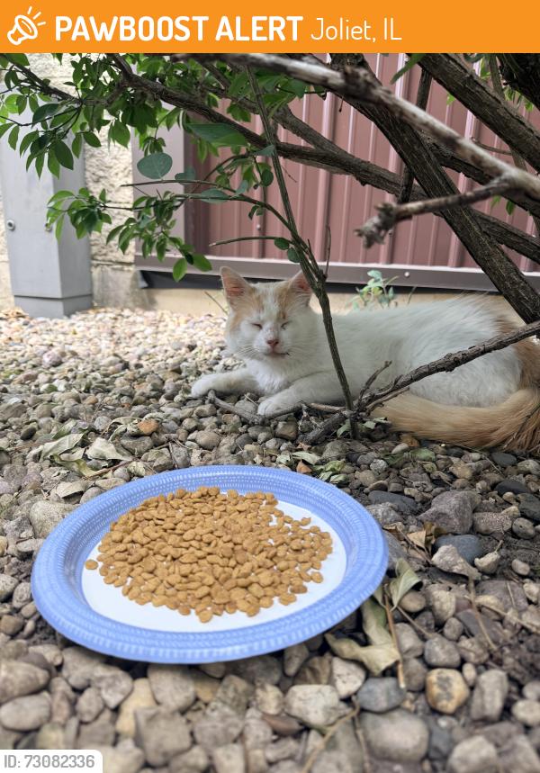 Found/Stray Unknown Cat last seen Ingalls and cedarwood Joliet il, Joliet, IL 60403