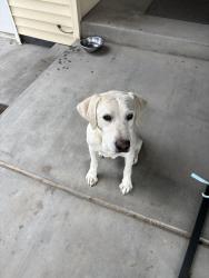 Found/Stray Male Dog last seen Dennis and 36th, Kennewick, WA 99337