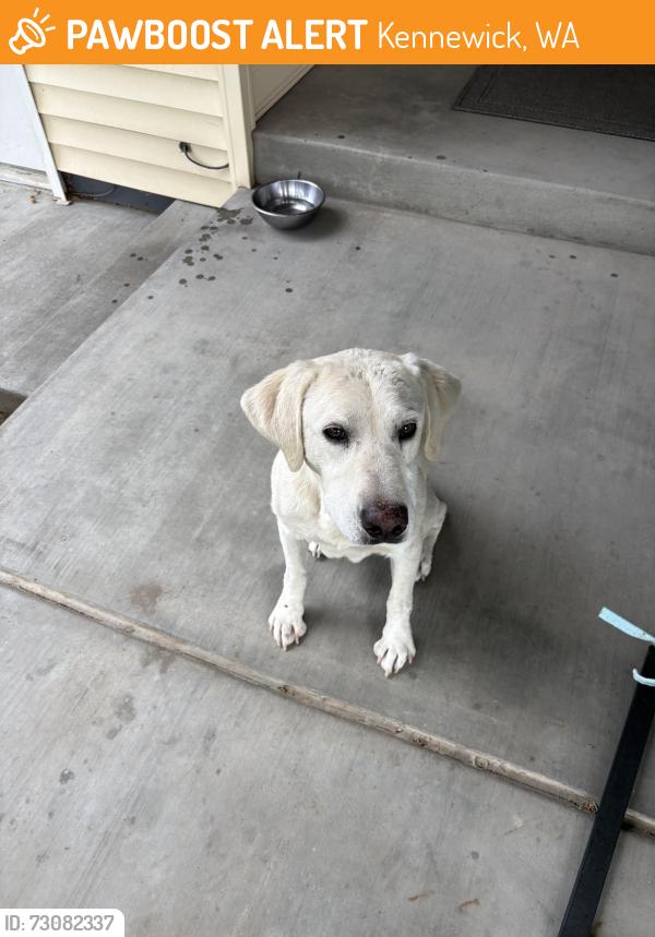 Found/Stray Male Dog last seen Dennis and 36th, Kennewick, WA 99337