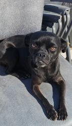 Lost Female Dog last seen Rosecrans & Dwight, Compton, CA 90220