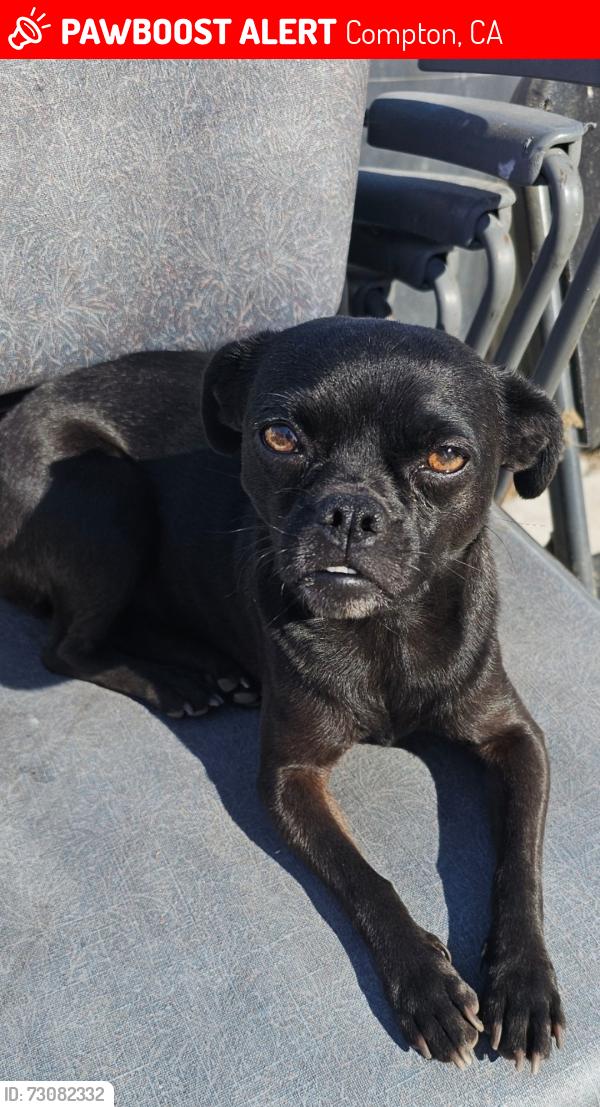 Lost Female Dog last seen Rosecrans & Dwight, Compton, CA 90220