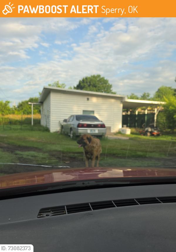 Found/Stray Male Dog last seen 86th Street, Sperry, OK 74073