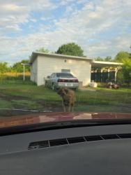 Found/Stray Male Dog last seen 86th Street, Sperry, OK 74073