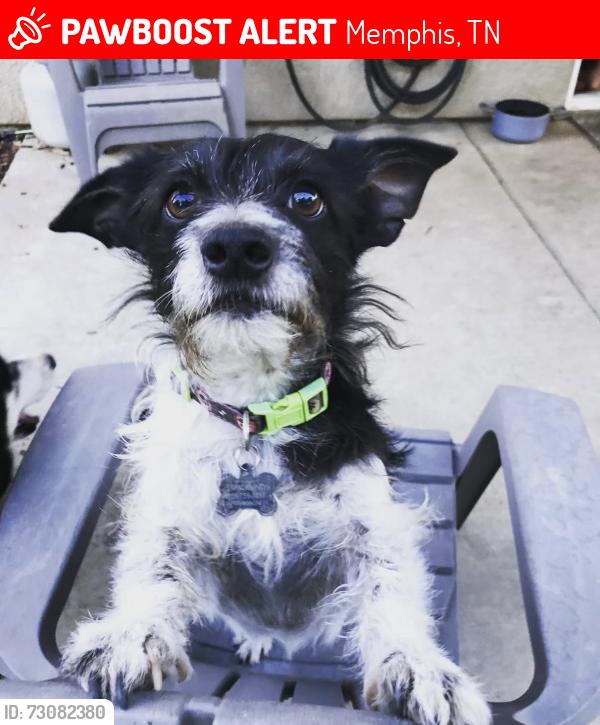Lost Male Dog last seen New Allen rd, Hawkins mill rd, Memphis, TN 38128