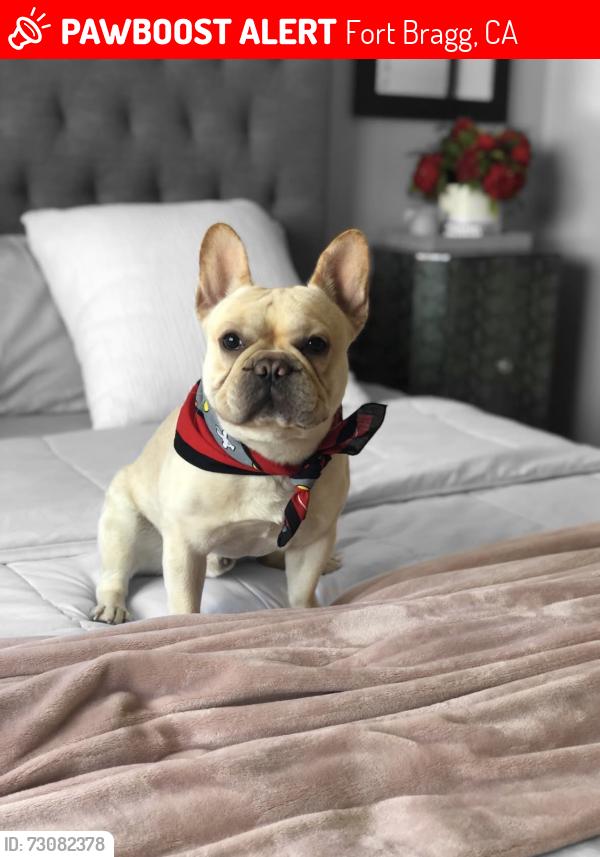 Lost Male Dog last seen Simpson Lane, Fort Bragg, CA 95437
