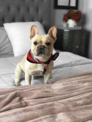 Lost Male Dog last seen Simpson Lane, Fort Bragg, CA 95437