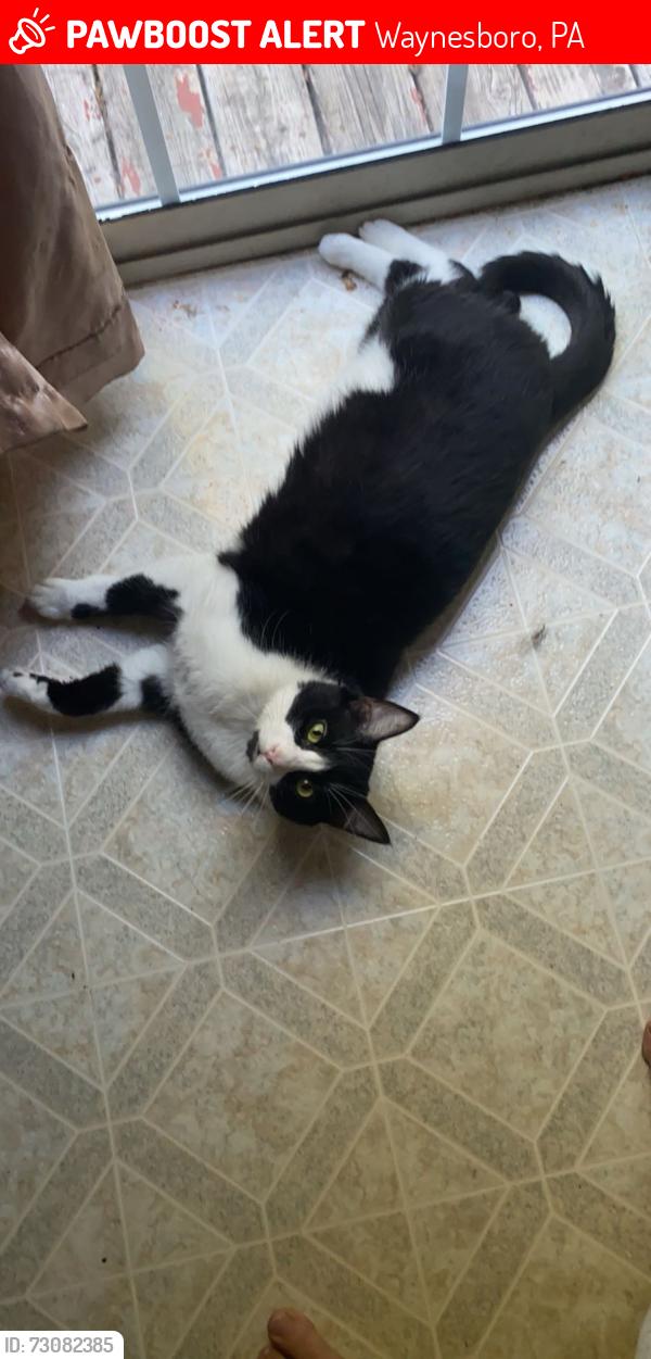 Lost Male Cat last seen Bailey springs road, Waynesboro, PA 17268