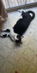 Lost Male Cat last seen Bailey springs road, Waynesboro, PA 17268