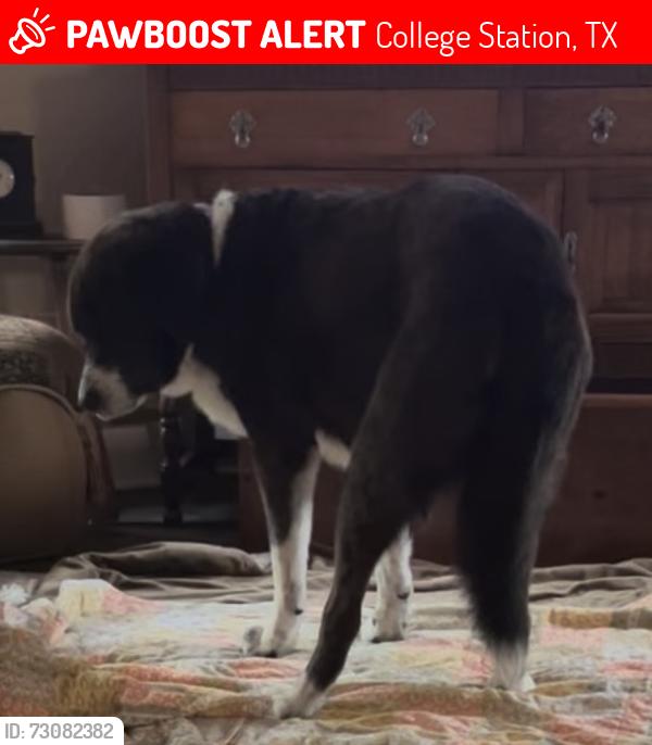 Lost Male Dog last seen Quail Run and Walnut, College Station, TX 77845