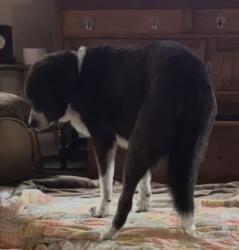 Lost Male Dog last seen Quail Run and Walnut, College Station, TX 77845