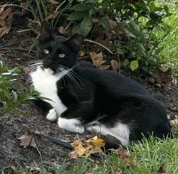 Lost Male Cat last seen Myrtle Grove rd. Wilmington NC, Myrtle Grove, NC 28409
