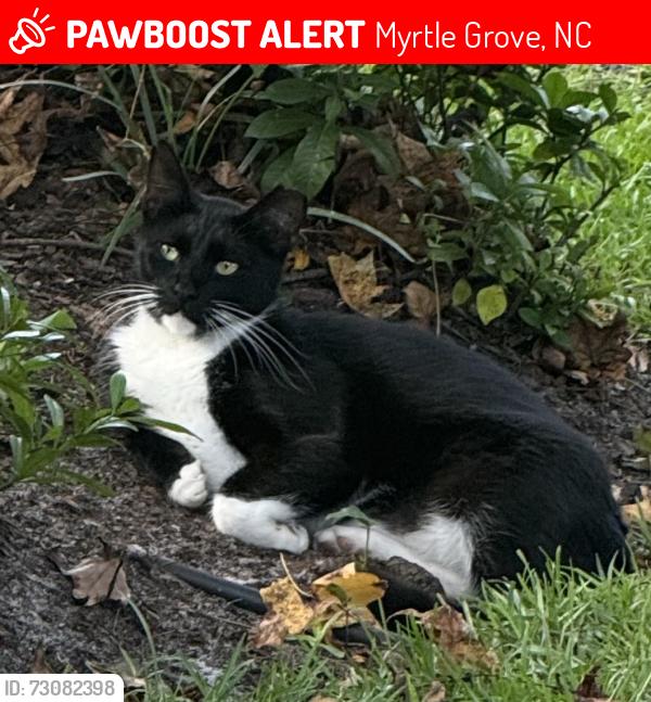 Lost Male Cat last seen Myrtle Grove rd. Wilmington NC, Myrtle Grove, NC 28409