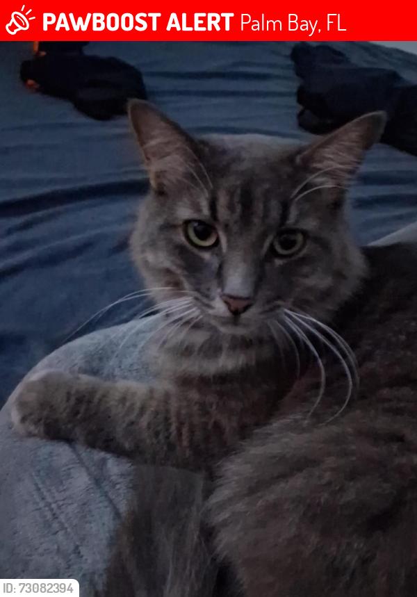Lost Male Cat last seen By school, Palm Bay, FL 32908