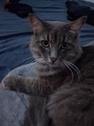 Lost Male Cat last seen By school, Palm Bay, FL 32908