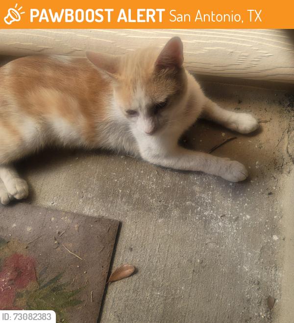 Found/Stray Male Cat last seen Golden Eye, San Antonio, TX 78245