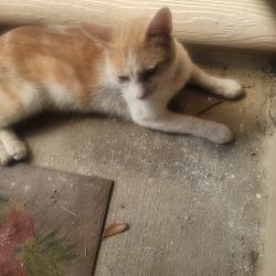 Found/Stray Male Cat last seen Golden Eye, San Antonio, TX 78245