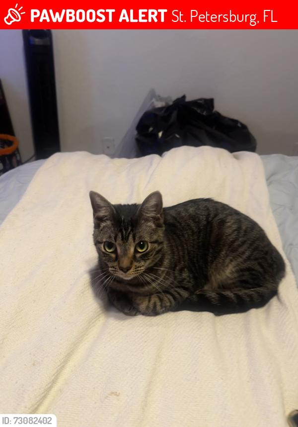 Lost Male Cat last seen Near 40th St S, St. Petersburg, FL 33711, St. Petersburg, FL 33711