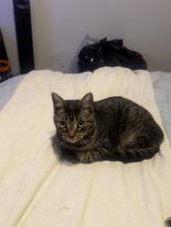 Lost Male Cat last seen Near 40th St S, St. Petersburg, FL 33711, St. Petersburg, FL 33711