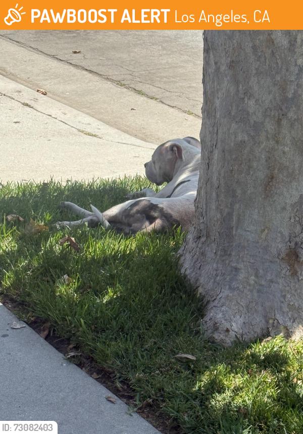 Found/Stray Unknown Dog last seen Nadeau St, Los Angeles, CA 90001