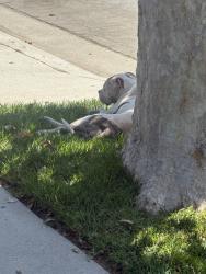 Found/Stray Unknown Dog last seen Nadeau St, Los Angeles, CA 90001