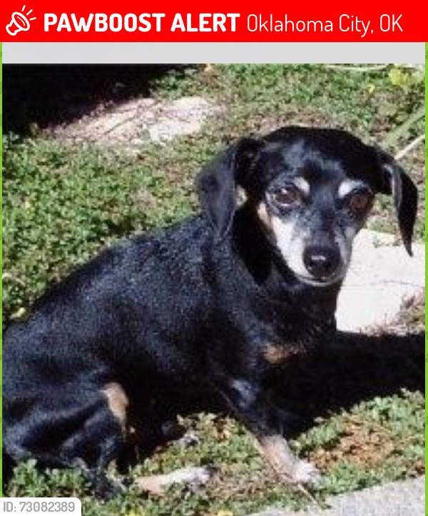 Lost Female Dog last seen SW 61st & S Western, Oklahoma City, OK 73139
