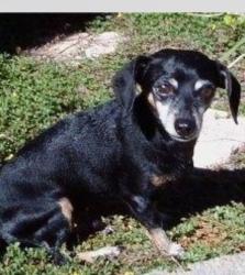Lost Female Dog last seen SW 61st & S Western, Oklahoma City, OK 73139