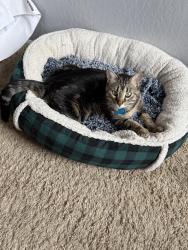 Reunited Female Cat last seen My backyard, San Tan Valley, AZ 85143