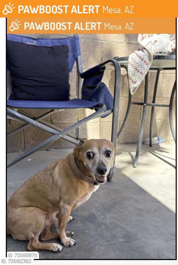 Found/Stray Male Dog last seen Country club, and Southern, Mesa, AZ 85210
