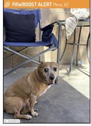 Found/Stray Male Dog last seen Country club, and Southern, Mesa, AZ 85210