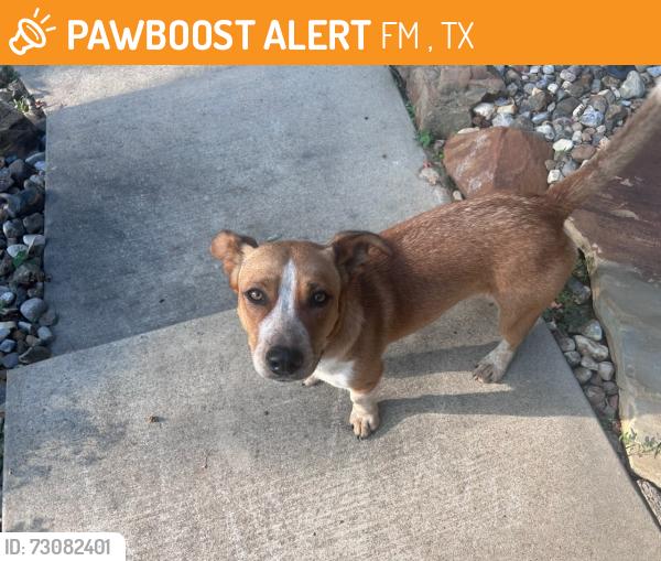 Found/Stray Male Dog last seen Barton springs ests, FM 1650, TX 75645