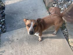 Found/Stray Male Dog last seen Barton springs ests, FM 1650, TX 75645
