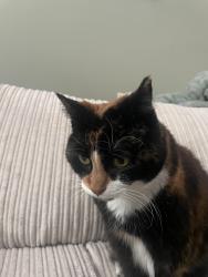 Reunited Female Cat last seen Premier shop crownhill, Crownhill, England MK8