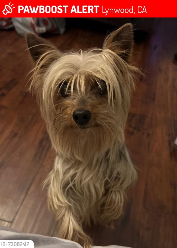 Lost Female Dog last seen Long Beach, Lynwood, CA 90262