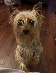 Lost Female Dog last seen Long Beach, Lynwood, CA 90262