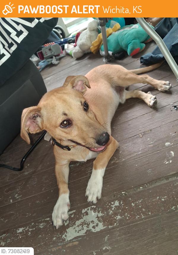 Found/Stray Male Dog last seen Indianapolis and laura wichita ks, Wichita, KS 67211