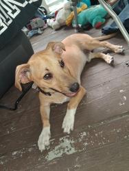 Found/Stray Male Dog last seen Indianapolis and laura wichita ks, Wichita, KS 67211