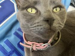 Lost Female Cat last seen Elliot and Kyrene, Tempe, AZ 85284